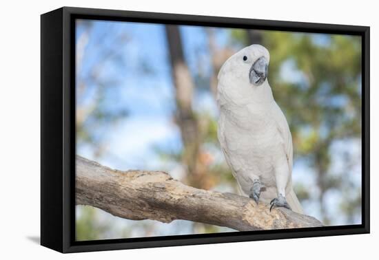 USA, Florida, Orlando. White Cockatoo at Gatorland.-Lisa S. Engelbrecht-Framed Stretched Canvas