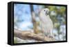 USA, Florida, Orlando. White Cockatoo at Gatorland.-Lisa S. Engelbrecht-Framed Stretched Canvas