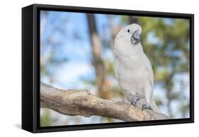 USA, Florida, Orlando. White Cockatoo at Gatorland.-Lisa S. Engelbrecht-Framed Stretched Canvas