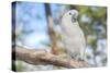 USA, Florida, Orlando. White Cockatoo at Gatorland.-Lisa S. Engelbrecht-Stretched Canvas