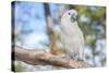 USA, Florida, Orlando. White Cockatoo at Gatorland.-Lisa S. Engelbrecht-Stretched Canvas