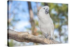 USA, Florida, Orlando. White Cockatoo at Gatorland.-Lisa S. Engelbrecht-Stretched Canvas