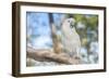 USA, Florida, Orlando. White Cockatoo at Gatorland.-Lisa S. Engelbrecht-Framed Photographic Print