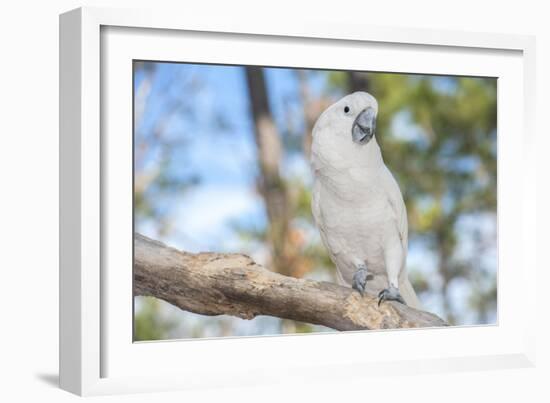 USA, Florida, Orlando. White Cockatoo at Gatorland.-Lisa S. Engelbrecht-Framed Photographic Print