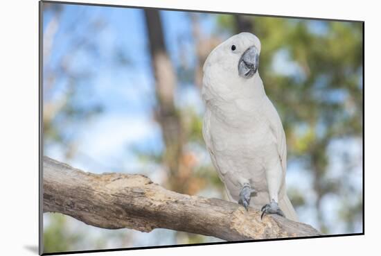 USA, Florida, Orlando. White Cockatoo at Gatorland.-Lisa S. Engelbrecht-Mounted Photographic Print