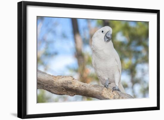 USA, Florida, Orlando. White Cockatoo at Gatorland.-Lisa S. Engelbrecht-Framed Photographic Print