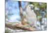 USA, Florida, Orlando. White Cockatoo at Gatorland.-Lisa S. Engelbrecht-Mounted Photographic Print