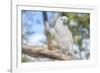 USA, Florida, Orlando. White Cockatoo at Gatorland.-Lisa S. Engelbrecht-Framed Photographic Print