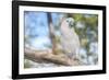 USA, Florida, Orlando. White Cockatoo at Gatorland.-Lisa S. Engelbrecht-Framed Photographic Print