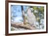 USA, Florida, Orlando. White Cockatoo at Gatorland.-Lisa S. Engelbrecht-Framed Photographic Print