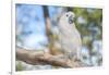 USA, Florida, Orlando. White Cockatoo at Gatorland.-Lisa S. Engelbrecht-Framed Photographic Print