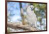 USA, Florida, Orlando. White Cockatoo at Gatorland.-Lisa S. Engelbrecht-Framed Photographic Print