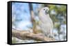 USA, Florida, Orlando. White Cockatoo at Gatorland.-Lisa S. Engelbrecht-Framed Stretched Canvas