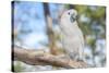 USA, Florida, Orlando. White Cockatoo at Gatorland.-Lisa S. Engelbrecht-Stretched Canvas