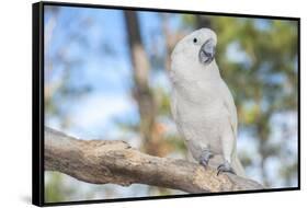 USA, Florida, Orlando. White Cockatoo at Gatorland.-Lisa S. Engelbrecht-Framed Stretched Canvas
