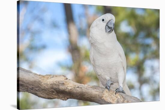 USA, Florida, Orlando. White Cockatoo at Gatorland.-Lisa S. Engelbrecht-Stretched Canvas