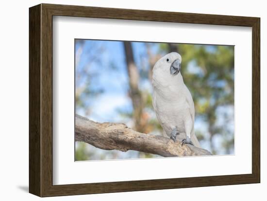 USA, Florida, Orlando. White Cockatoo at Gatorland.-Lisa S. Engelbrecht-Framed Photographic Print