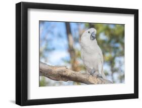 USA, Florida, Orlando. White Cockatoo at Gatorland.-Lisa S. Engelbrecht-Framed Photographic Print