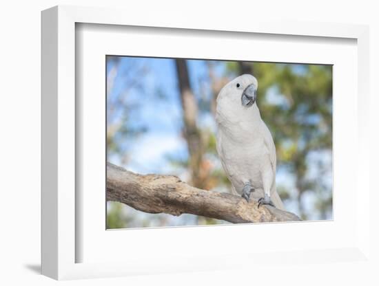 USA, Florida, Orlando. White Cockatoo at Gatorland.-Lisa S. Engelbrecht-Framed Photographic Print