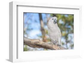 USA, Florida, Orlando. White Cockatoo at Gatorland.-Lisa S. Engelbrecht-Framed Photographic Print