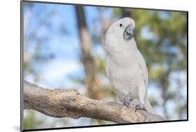 USA, Florida, Orlando. White Cockatoo at Gatorland.-Lisa S. Engelbrecht-Mounted Photographic Print