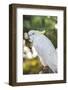 USA, Florida, Orlando. White Cockatoo at Gatorland.-Lisa S. Engelbrecht-Framed Photographic Print