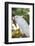 USA, Florida, Orlando. White Cockatoo at Gatorland.-Lisa S. Engelbrecht-Framed Photographic Print