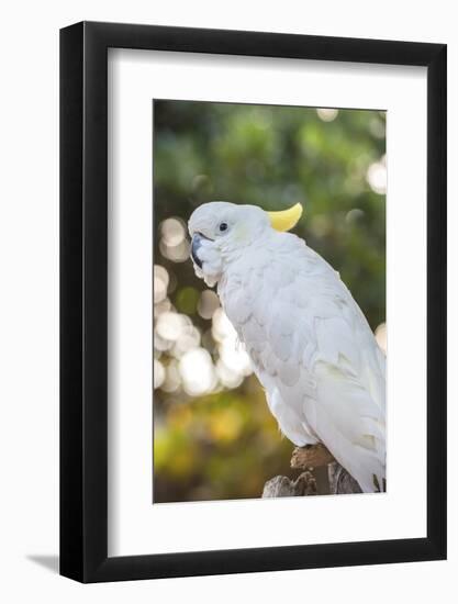 USA, Florida, Orlando. White Cockatoo at Gatorland.-Lisa S. Engelbrecht-Framed Photographic Print