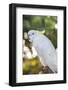 USA, Florida, Orlando. White Cockatoo at Gatorland.-Lisa S. Engelbrecht-Framed Photographic Print