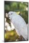 USA, Florida, Orlando. White Cockatoo at Gatorland.-Lisa S. Engelbrecht-Mounted Photographic Print