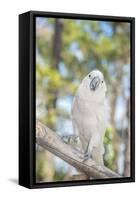 USA, Florida, Orlando, White Cockatoo, Gatorland-Lisa S. Engelbrecht-Framed Stretched Canvas