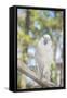 USA, Florida, Orlando, White Cockatoo, Gatorland-Lisa S. Engelbrecht-Framed Stretched Canvas