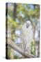 USA, Florida, Orlando, White Cockatoo, Gatorland-Lisa S. Engelbrecht-Stretched Canvas