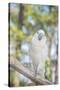 USA, Florida, Orlando, White Cockatoo, Gatorland-Lisa S. Engelbrecht-Stretched Canvas