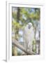 USA, Florida, Orlando, White Cockatoo, Gatorland-Lisa S. Engelbrecht-Framed Premium Photographic Print