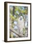USA, Florida, Orlando, White Cockatoo, Gatorland-Lisa S. Engelbrecht-Framed Photographic Print