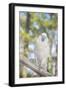 USA, Florida, Orlando, White Cockatoo, Gatorland-Lisa S. Engelbrecht-Framed Photographic Print