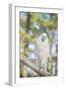 USA, Florida, Orlando, White Cockatoo, Gatorland-Lisa S. Engelbrecht-Framed Photographic Print