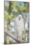 USA, Florida, Orlando, White Cockatoo, Gatorland-Lisa S. Engelbrecht-Mounted Photographic Print