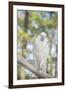 USA, Florida, Orlando, White Cockatoo, Gatorland-Lisa S. Engelbrecht-Framed Photographic Print