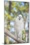 USA, Florida, Orlando, White Cockatoo, Gatorland-Lisa S. Engelbrecht-Mounted Photographic Print