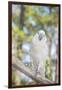 USA, Florida, Orlando, White Cockatoo, Gatorland-Lisa S. Engelbrecht-Framed Photographic Print