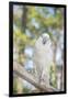 USA, Florida, Orlando, White Cockatoo, Gatorland-Lisa S. Engelbrecht-Framed Photographic Print