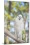 USA, Florida, Orlando, White Cockatoo, Gatorland-Lisa S. Engelbrecht-Mounted Premium Photographic Print