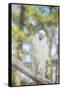 USA, Florida, Orlando, White Cockatoo, Gatorland-Lisa S. Engelbrecht-Framed Stretched Canvas