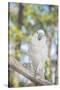 USA, Florida, Orlando, White Cockatoo, Gatorland-Lisa S. Engelbrecht-Stretched Canvas