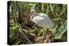 USA, Florida, Orlando, White Ibis, Gatorland-Lisa S. Engelbrecht-Stretched Canvas