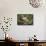 USA, Florida, Orlando, White Ibis, Gatorland-Lisa S. Engelbrecht-Framed Stretched Canvas displayed on a wall