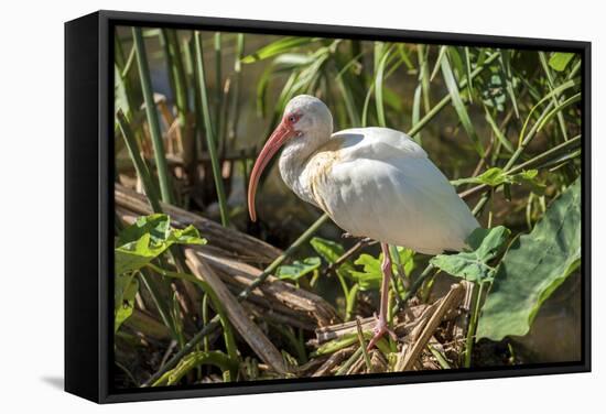 USA, Florida, Orlando, White Ibis, Gatorland-Lisa S. Engelbrecht-Framed Stretched Canvas