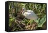 USA, Florida, Orlando, White Ibis, Gatorland-Lisa S. Engelbrecht-Framed Stretched Canvas